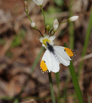 Falcate Orangetip male